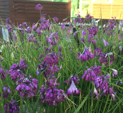 Allium cyathophorum var. farreri 